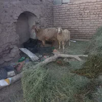 سلام یک عدد میش بره،دورگ چینی|حیوانات مزرعه|سیرجان, |دیوار