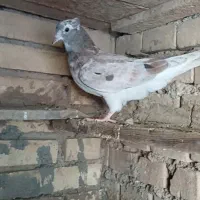 کبوتر 5 تا جوجه دمسفید
