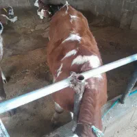 گوساله سیمیتال ماده