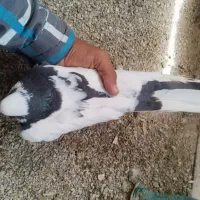 کبوتر|پرنده|کوزران, |دیوار