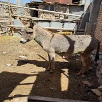 فروش کره خره ماده۷ماهه