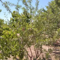 8جریب باغ بادام مامایی و سفته