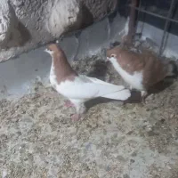 پرنده شهری|پرنده|مرودشت, کناره|دیوار