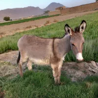 الاغ خر|حیوانات مزرعه|اصفهان, کوی راه حق|دیوار