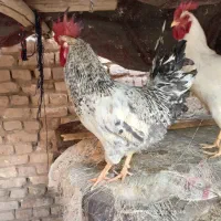 خروس|حیوانات مزرعه|یزد, |دیوار