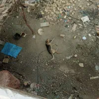 سگ ژرمن باهوش