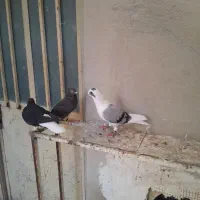 کفتر