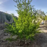 باغ ویلا|فروش خانه و ویلا|چناران, |دیوار