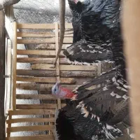 ۳عدد بوقلمون رسمی بالای ۸ کیلو کیلویی ۴۱۰