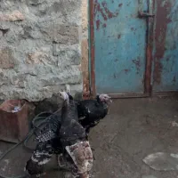 بوقلمون فروشی برای اهالی ماکو|حیوانات مزرعه|پلدشت, |دیوار