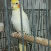 عروس هلندی ماده آماده