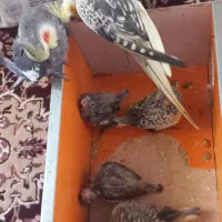 عروس‌هلندی‌نرماده‌۲تا‌جوجه‌به‌فروش‌ به‌شرطسالم|پرنده|بندرعباس, |دیوار