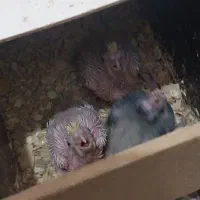 عروس هلندی|پرنده|بندر ماهشهر, |دیوار