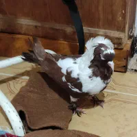 کبوتر ککیلی قرمزی نشان نر نسل قدیم