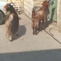 بز جوان بگون سه تا قیمت ۲۷میلیون