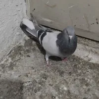 کبوتراصفهانی|پرنده|برخوار, |دیوار