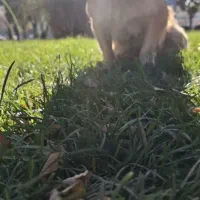 سگ نژاد کورگی اشپیتز|سگ|فردیس, سرحد آباد|دیوار