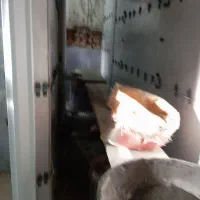 شاگرد کاشیکاری|استخدام معماری، عمران و ساختمانی|مشگین شهر, |دیوار