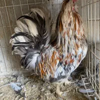 خروس پاکوتاه