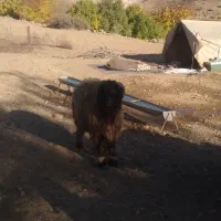 دوعدد نرمیش بختیاری|حیوانات مزرعه|زیلائی, |دیوار