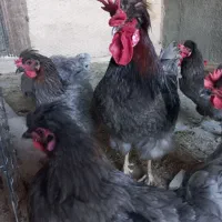 جوجه نیمچه آیسبار