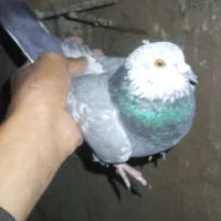 کبوتر