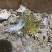 فظله کود حیوان