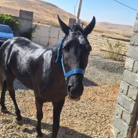 اسب|اسب و تجهیزات اسب‌سواری|سقز, |دیوار