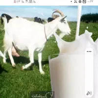 شیربز