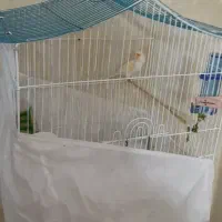 قناری نر(ردفاکتور)