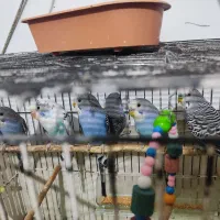 ۶عدد پرنده سالم بدون قفس جای آب و دون خوری