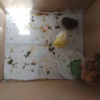 جوجه خروس و مرغ