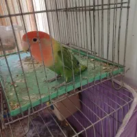 پرنده|پرنده|شاهین‌شهر, نظامی|دیوار