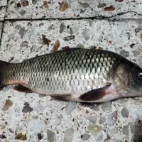 ساخت انواع طعمه و ریسه ماهیگیری (کپور)|ماهیگیری|دزفول, |دیوار