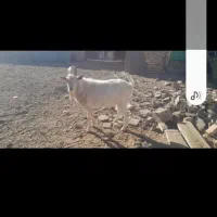 گوشت بزغاله