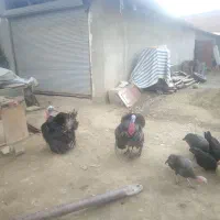 بوقلمون گوشتی چاق نر کیلویی ۵۰۰ نقد اسداباد نر