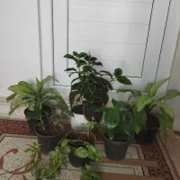 تعدادی گل|گل و گیاه طبیعی|اسلام‌‌آباد غرب, |دیوار