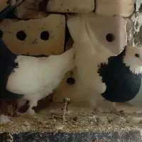 کفتر|پرنده|فیروزه, |دیوار