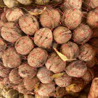 پوست کاغذی|خوردنی و آشامیدنی|زند, |دیوار