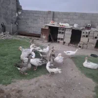 غاز|حیوانات مزرعه|بروجرد, |دیوار