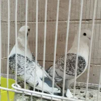 کبوترساتن جفت جوون