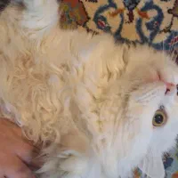 واگذاری پرشین کلاسیک