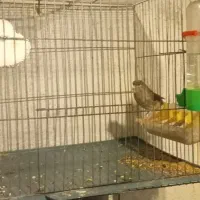 قناری نر مست|پرنده|رشت, رودباری|دیوار