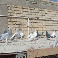 کبوتر|پرنده|شیراز, کرونی(خاتونک)|دیوار