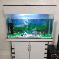 آکواریوم یک متری فوری فروشی