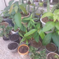 تعدادی گل طبیعی مختلف طبق عکس