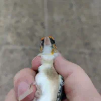 سهره
