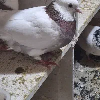 کبوتر|خوردنی و آشامیدنی|مشکیندشت, |دیوار