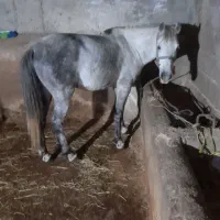 اسب نیلی گلدار|اسب و تجهیزات اسب‌سواری|املش, |دیوار