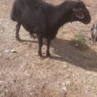 ۲تا قوچ کاربلد